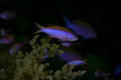 Mirolabrichthys tuka