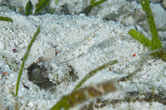 Ctenogobiops feroculus