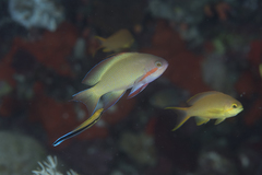 Pseudanthias huchtii