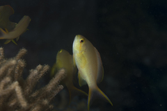 Pseudanthias huchtii