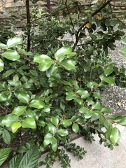 Cinnamomum reticulatum