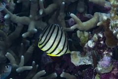 Chaetodon octofasciatus