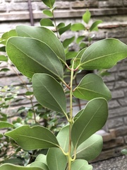 Cinnamomum reticulatum