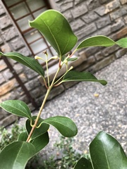 Cinnamomum reticulatum