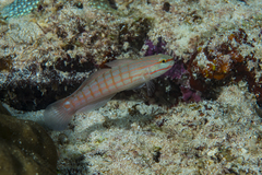 Amblygobius decussatus
