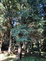 Chamaecyparis formosensis