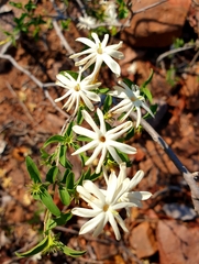 Jasminum stenolobum