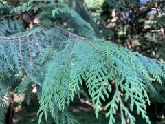 Chamaecyparis formosensis