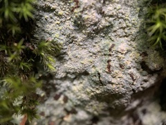 Trapeliopsis granulosa