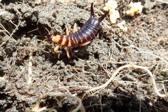 Anisolabis littorea