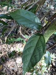 Aristolochia praevenosa