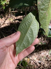 Aristolochia praevenosa