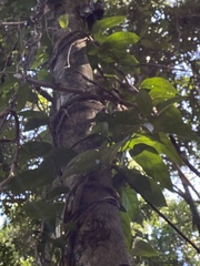 Aristolochia praevenosa