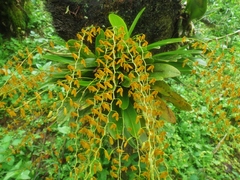 Stelis immersa