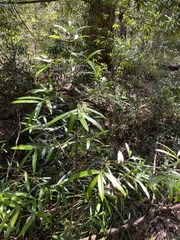 Podocarpus elatus