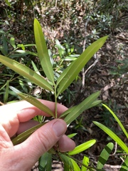 Podocarpus elatus
