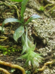 Eurystyles ananassocomos