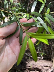 Podocarpus elatus