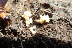 Anisolabis littorea