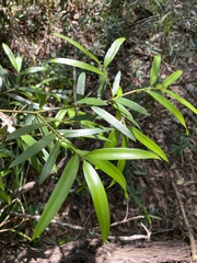 Podocarpus elatus