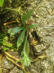 Eurystyles ananassocomos