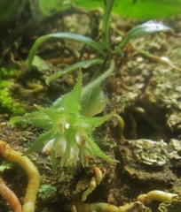 Eurystyles ananassocomos