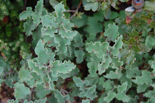 Avistamiento Cistus populifolius