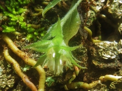 Eurystyles ananassocomos