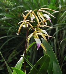 Prosthechea brassavolae