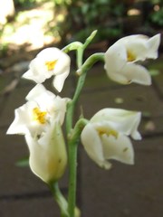 Cuitlauzina egertonii