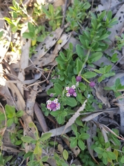Phyla nodiflora minor