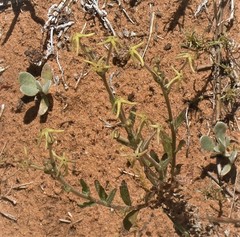 Lyperia