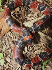 Erythrolamprus mimus