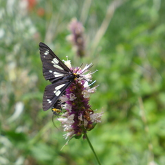 Gnophaela latipennis