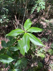 Alyxia magnifolia