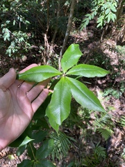 Alyxia magnifolia