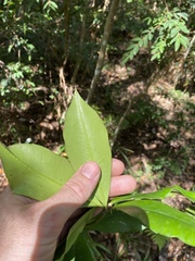 Alyxia magnifolia