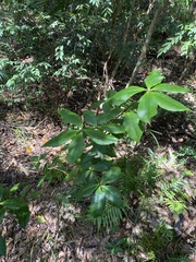 Alyxia magnifolia