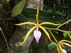 Prosthechea brassavolae