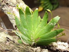 Erycina pumilio