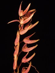 Stelis megachlamys