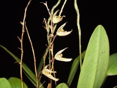 Stelis megachlamys