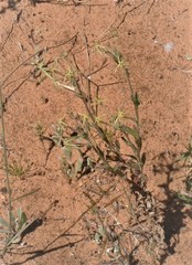 Lyperia