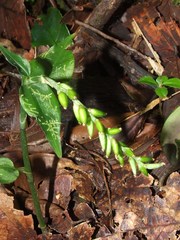 Aspidogyne venustula