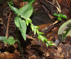 Aspidogyne venustula