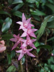 Maxillaria paleata