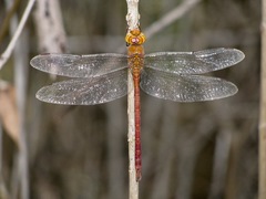Coryphaeschna diapyra