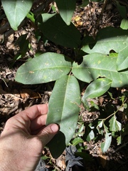 Flindersia bennettii