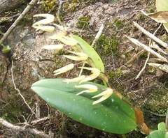 Stelis megachlamys