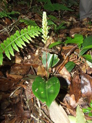 Prescottia stachyodes